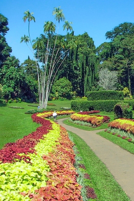 Peradeniya Garden